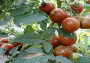 香坊試驗農場第二園區採摘園 香坊試驗農場第二園區採摘園