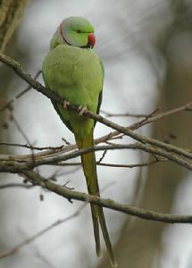紅領綠鸚鵡指名亞種