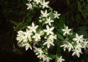 細葉獐牙菜 細葉獐牙菜