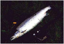 大馬哈魚籽 大馬哈魚籽