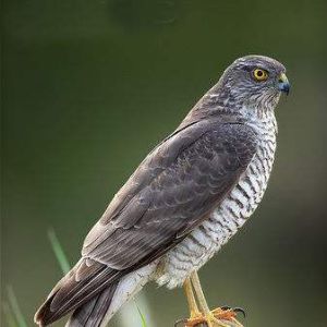 尼島雀鷹 尼島雀鷹