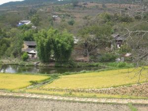 羅鍋坪自然村 羅鍋坪自然村