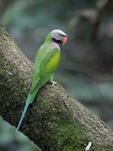 緋胸輝鸚哥 緋胸輝鸚哥