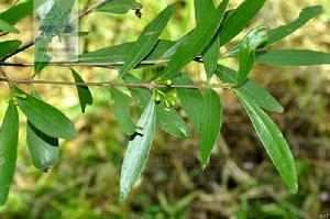 祿春谷木 祿春谷木