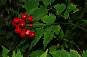 紅果類葉升麻 紅果類葉升麻