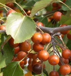 楔葉豆梨 楔葉豆梨