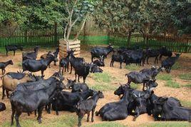 雷州黑山羊 雷州黑山羊