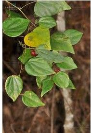 峨眉細圓藤 峨眉細圓藤