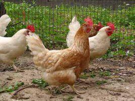 禽球蟲病 禽球蟲病