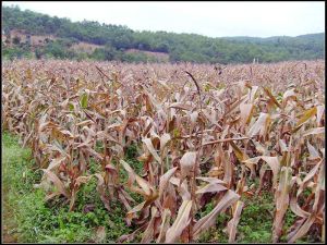 團山上村 團山上村