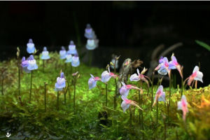 禾葉狸藻 禾葉狸藻