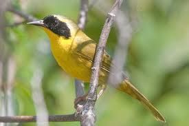 巴哈馬黃喉地鶯 巴哈馬黃喉地鶯