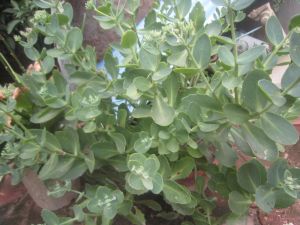 蚊子草（原變種）