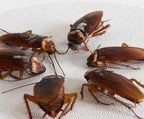 蟑螂之歌 蟑螂之歌