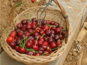 溪翁莊鎮櫻桃採摘園 溪翁莊鎮櫻桃採摘園