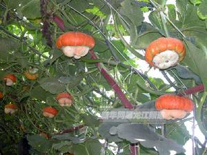 汾陽市賈家莊生態農業園