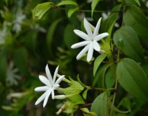 海南素馨 海南素馨