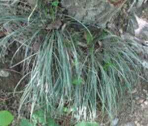 披針薹草 披針薹草