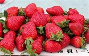 楊任旺草莓園 楊任旺草莓園