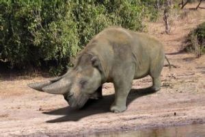 埃及重腳獸 埃及重腳獸