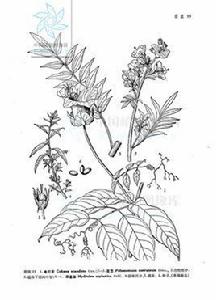 高加索花荵 高加索花荵