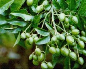 未成熟的黃皮葉果