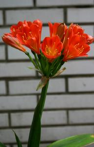 （圖）君子蘭屬