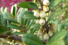 米碎花根 米碎花根