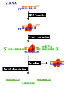 RISC的多次反覆使用也能擴增RNAi的基因沉默效應