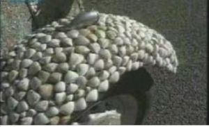 快樂細菌 快樂細菌