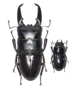 巨刀鍬甲 巨刀鍬甲