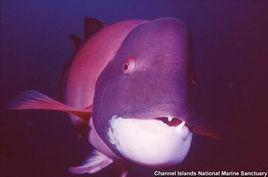 加州青衣 加州青衣