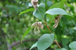 粟米草科 粟米草科