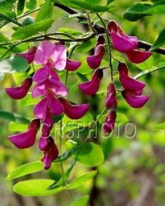 大葉紅花槐 大葉紅花槐