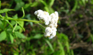 粘毛香青 粘毛香青