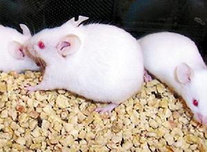 超級老鼠 超級老鼠