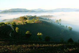 雲盤山萬畝茶園 雲盤山萬畝茶園