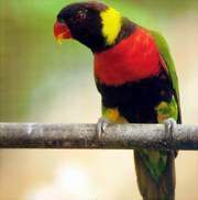 米契爾氏虹彩吸蜜鸚鵡 米契爾氏虹彩吸蜜鸚鵡