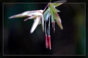 《那片竹花》 《那片竹花》