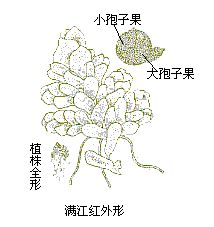 滿江紅科 滿江紅科