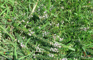 截葉毛茛 截葉毛茛