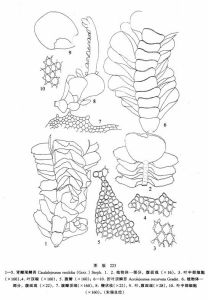 腎瓣尾鱗苔 腎瓣尾鱗苔