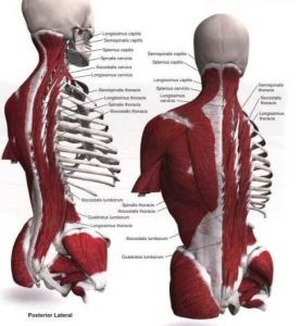 腰骶部勞損 腰骶部勞損