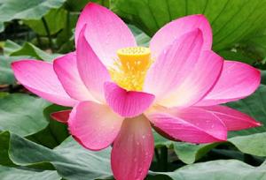 九江市市花 九江市市花