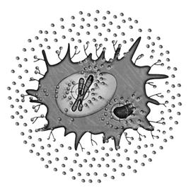 （圖）肛周腫瘤