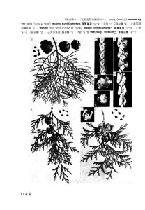台灣扁柏(變種) 台灣扁柏(變種)