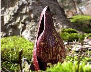 東部臭菘 東部臭菘