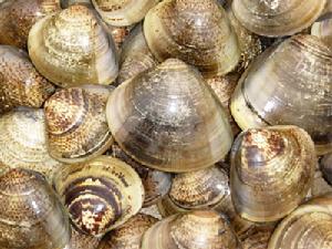 黃河口文蛤 黃河口文蛤