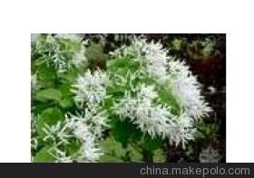 榿木根腫菌 榿木根腫菌