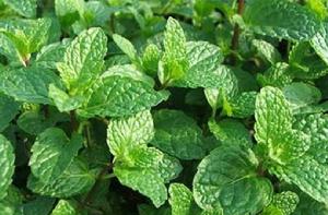 蘋果薄荷[一種植物]
